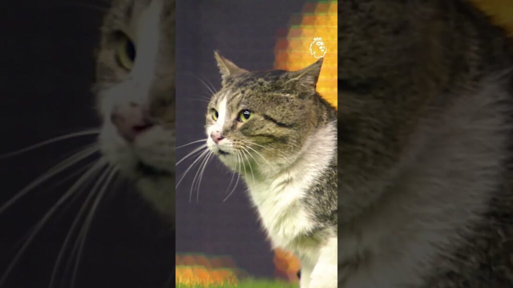 Katten stjeler showet